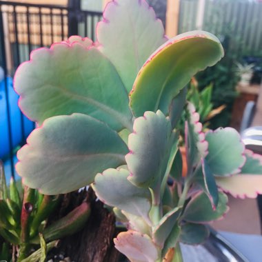 Kalanchoe Fedtschenkoi