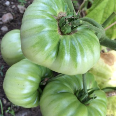 Solanum lycopersicum  syn. Lycopersicon lycopersicum