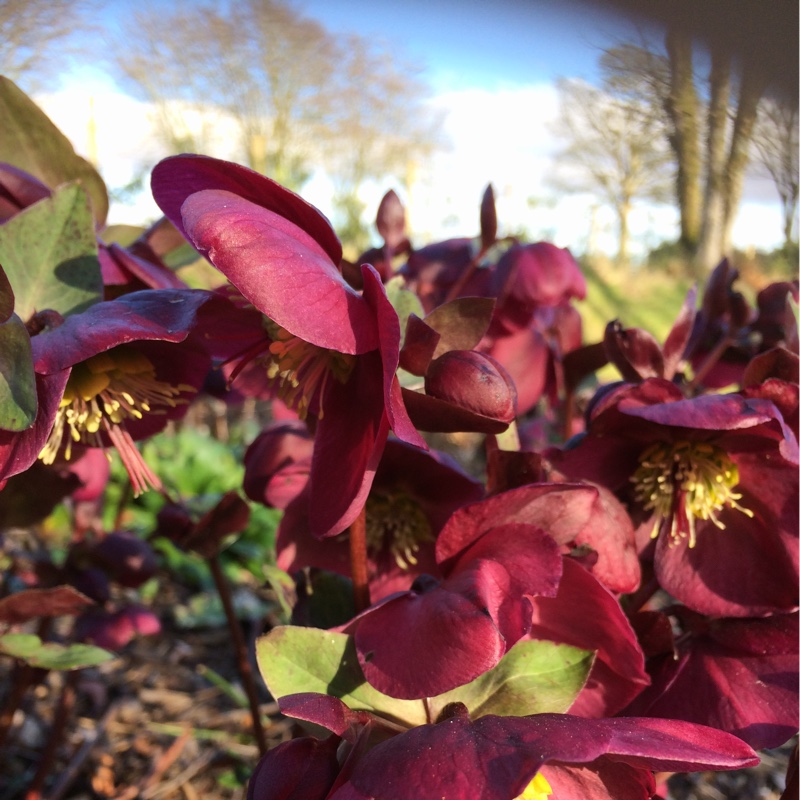 Plant image Helleborus x hybridus 'Queen Of The Night' (Queen Series)