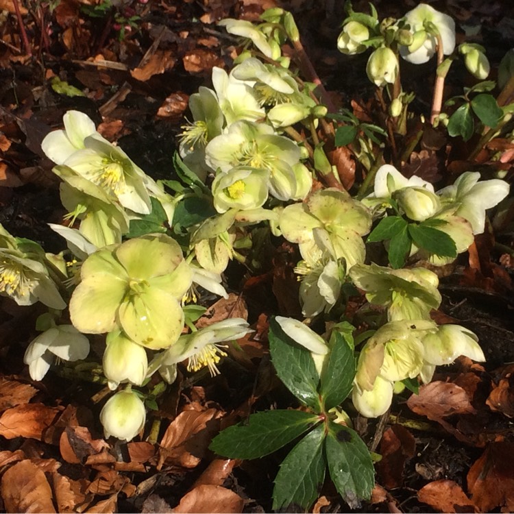 Plant image Helleborus x hybridus 'White Lady' (Lady Series)