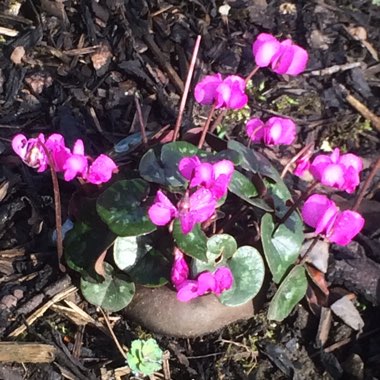 Cyclamen