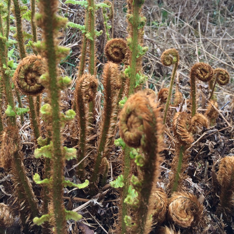 Plant image Pteridium aquilinum