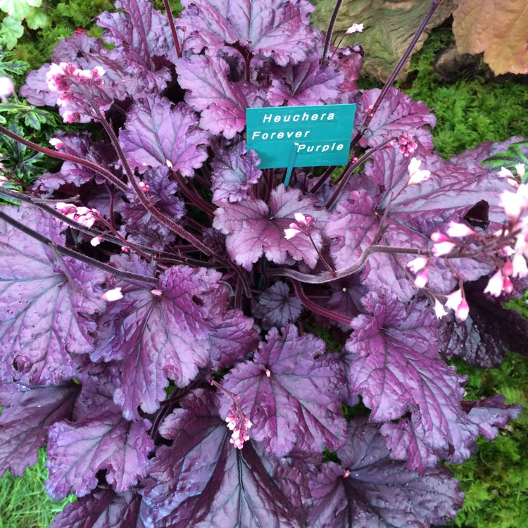 Plant image Heuchera 'Forever Purple'