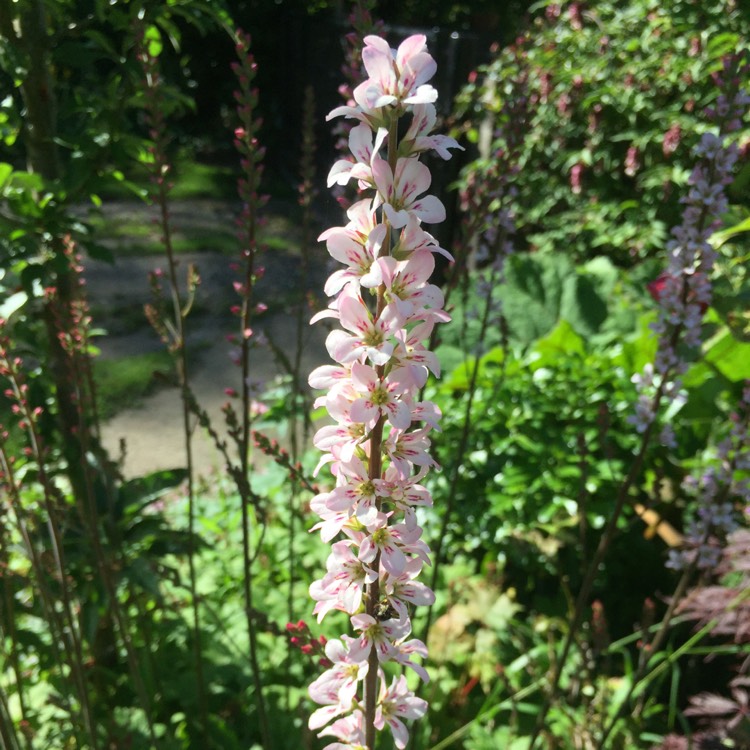 Plant image Tiarella cordifolia