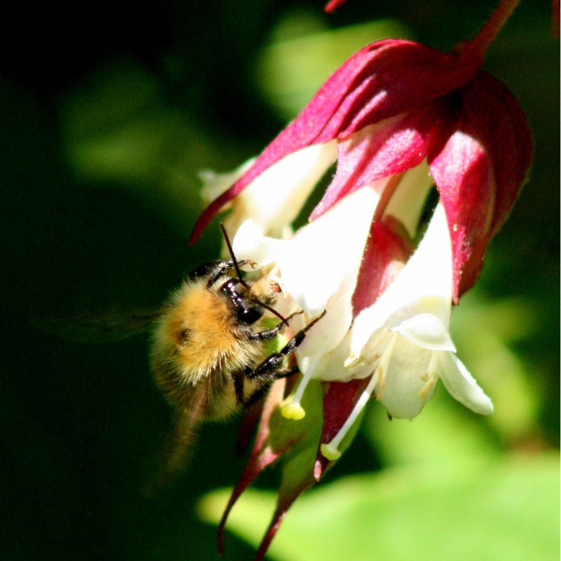 Plant image Aquilegia 'Red Hobbit'