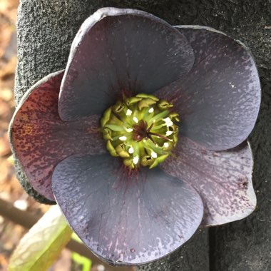 Hellebore