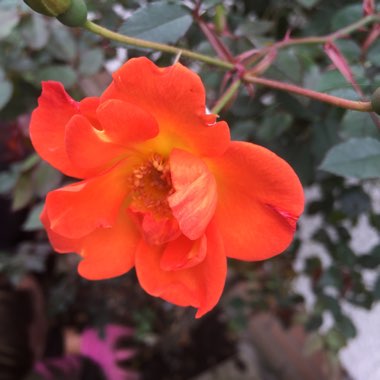 Rose 'Warm Welcome' (Climbing Miniature)