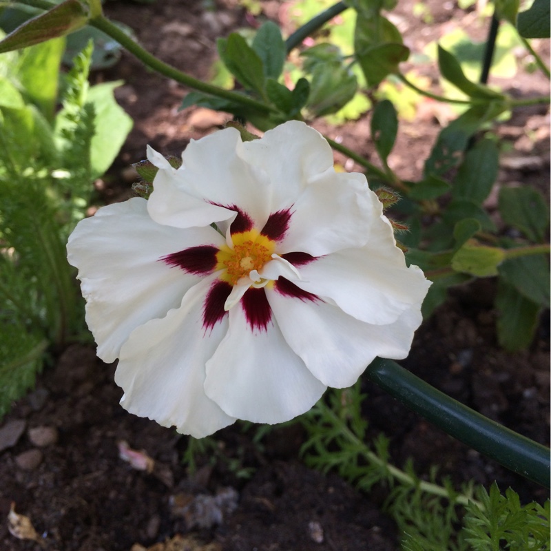 Plant image Cistus x aguilarii 'Maculatus'