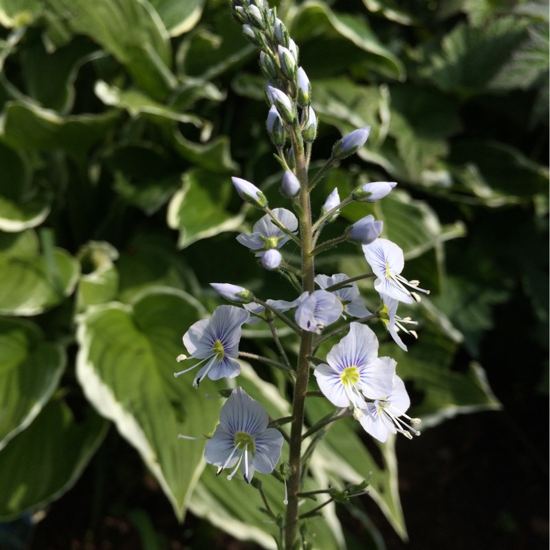 Plant image Veronica gentianoides