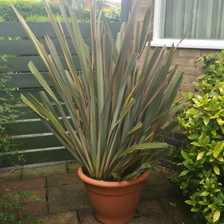 Plant image Phormium tenax Variegata