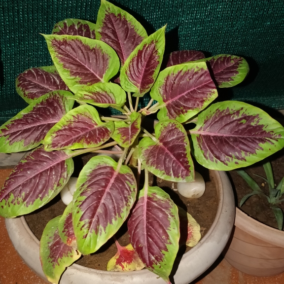 Plant image Celosia argentea 'Venezuela'