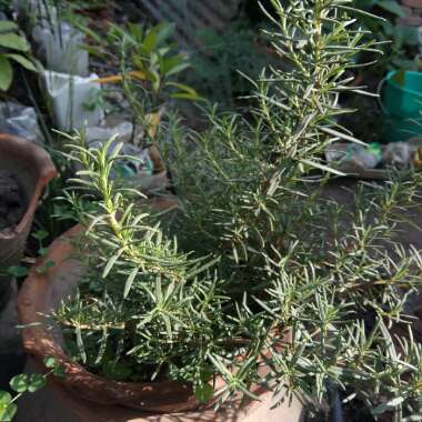 Rosemary 'Barbeque'