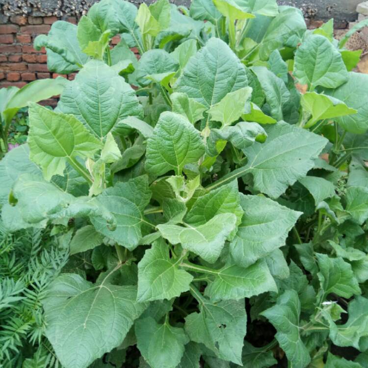 Plant image Smallanthus sonchifolius