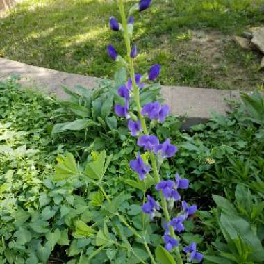 Baptisia australis