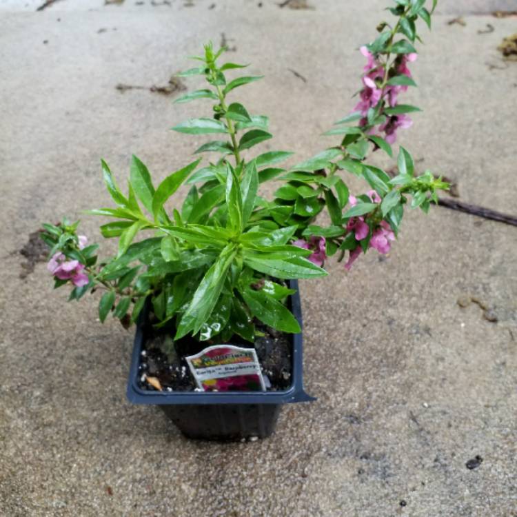 Plant image Angelonia Salicariifolia