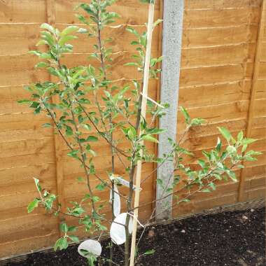 Malus domestica 'Discovery'