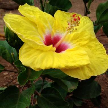 Hibiscus rosa-sinensis