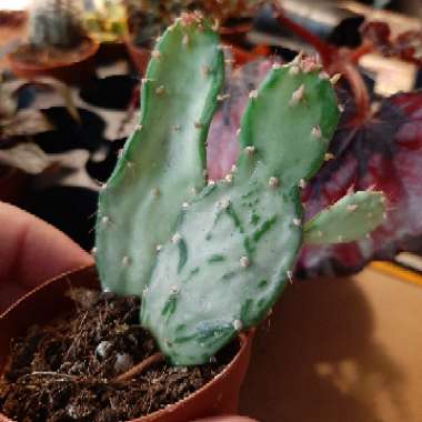 Opuntia monacantha f. monstruosa variegata