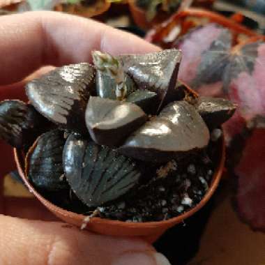 Haworthia sprinkbokvlakensis