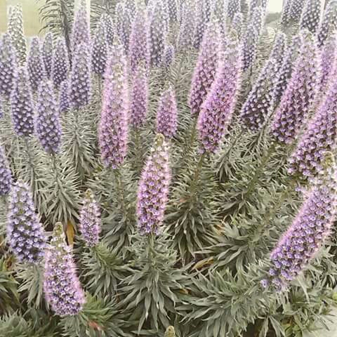 Plant image Echium candicans syn. Echium fastuosum