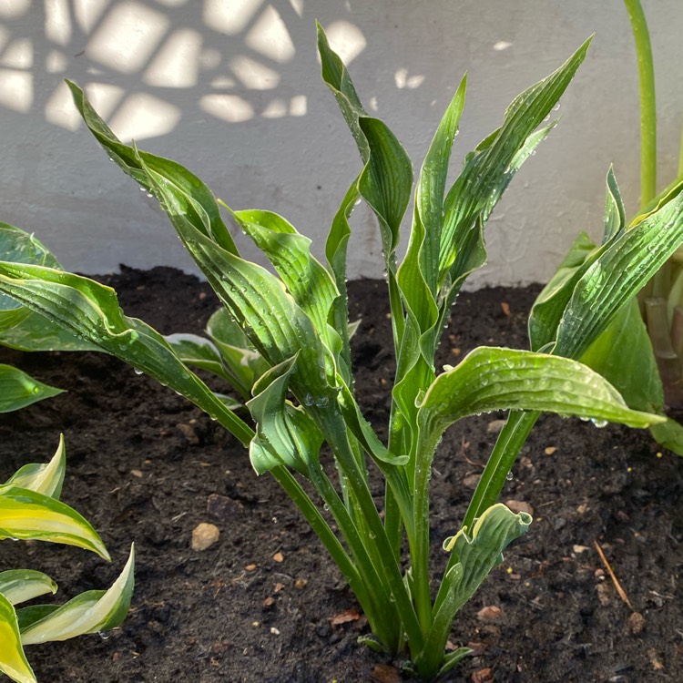 Plant image Hosta 'Praying Hands'