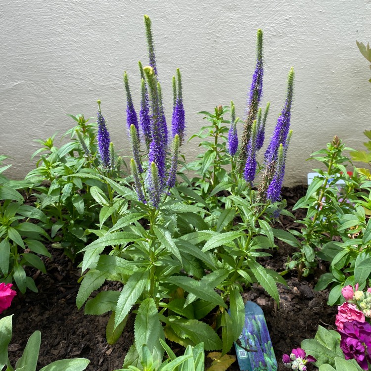 Plant image Veronica spicata 'Ulster Blue Dwarf'