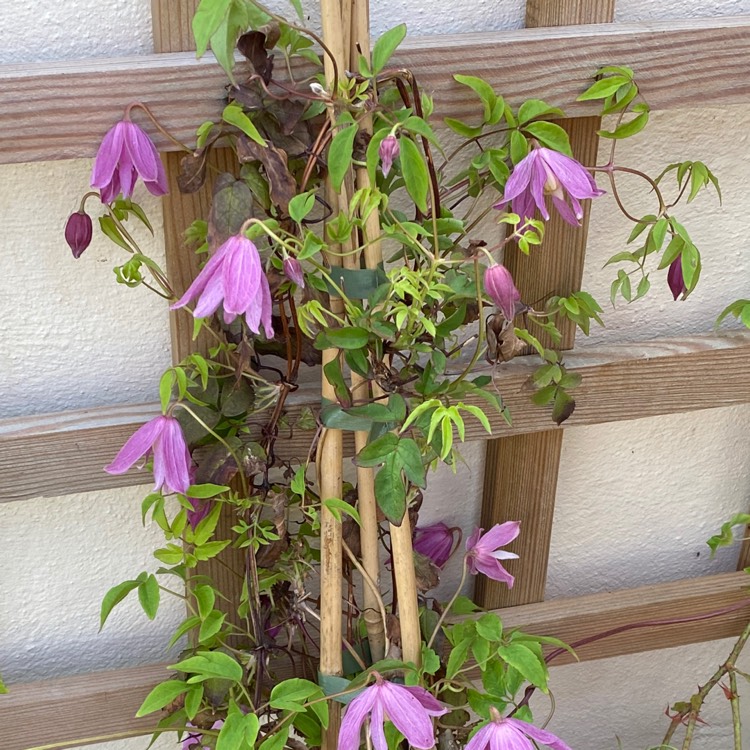 Plant image Clematis alpina 'Constance'