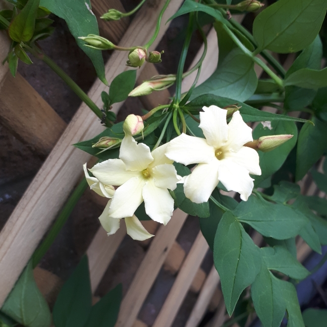 Plant image Jasminum officinale 'Clotted Cream' Syn. 'Devon Cream'