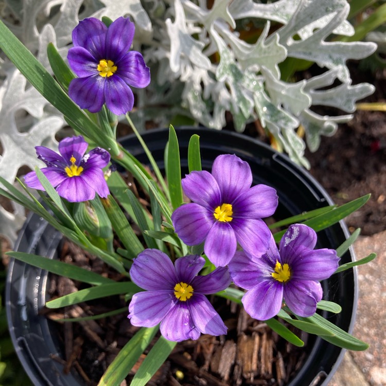 Plant image Sisyrinchium 'Californian Skies'