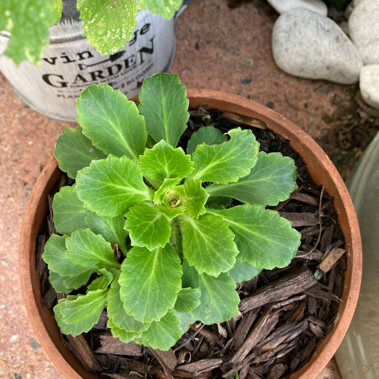 Plant image Saxifraga umbrosa 'Primuloides'