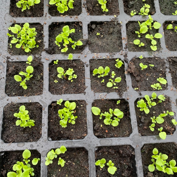 Plant image Lobelia Erinus 'Crystal Palace'