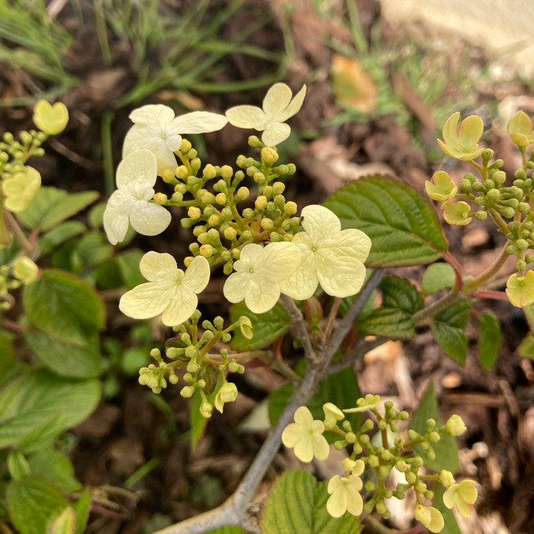 Plant image Viburnum plicatum f. tomentosum 'Shasta'