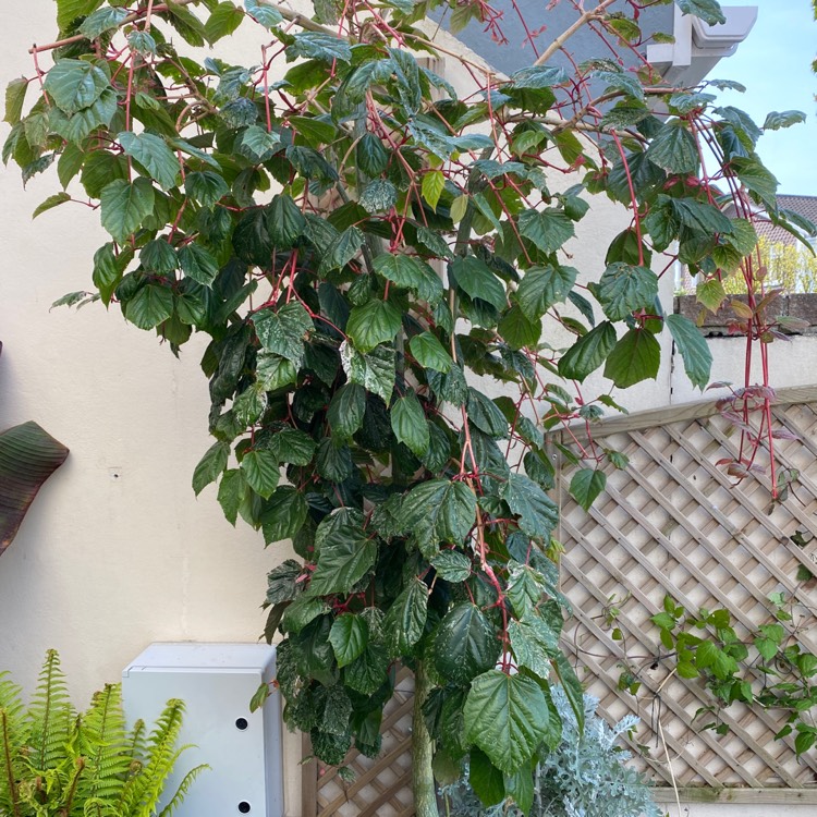 Plant image Acer 'Red Flamingo' syn. Acer x conspicuum 'Red Flamingo'