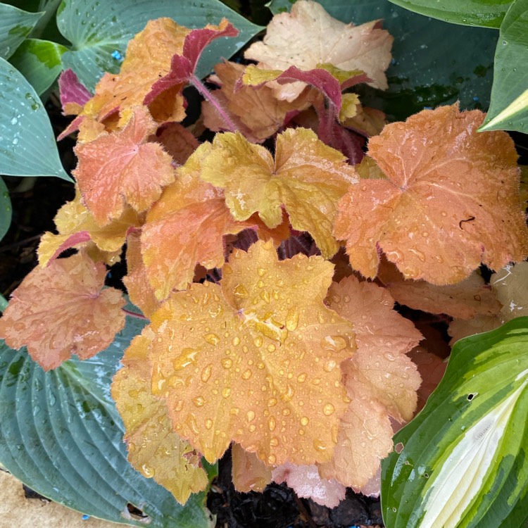 Plant image Heuchera 'Caramel'