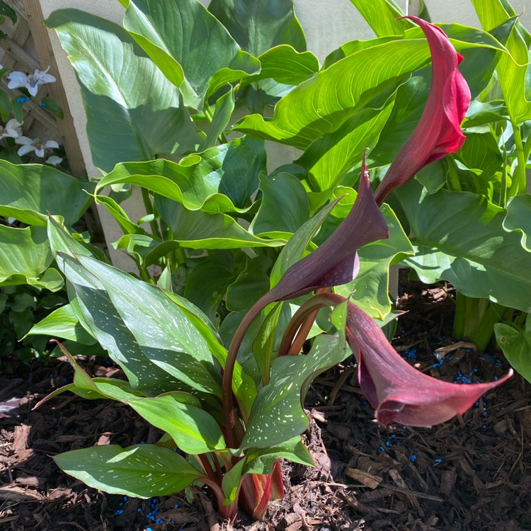 Plant image Zantedeschia 'Red Charm'