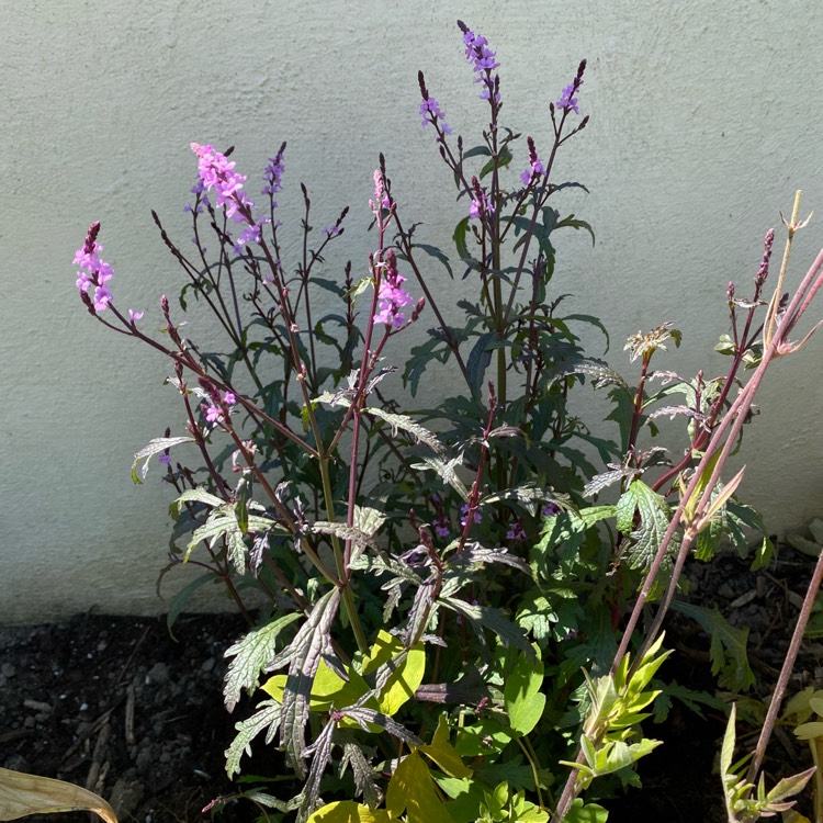 Plant image Verbena officinalis var. grandiflora 'Bampton'