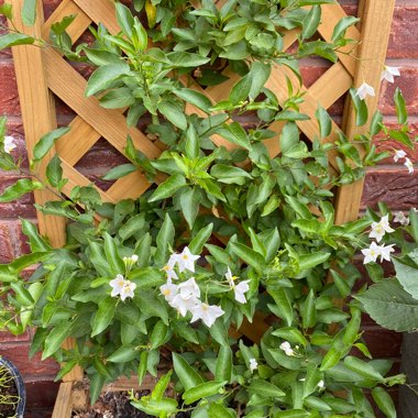 Jasmine-scented climber