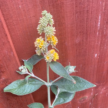 Weyer Butterfly Bush 'Sungold'