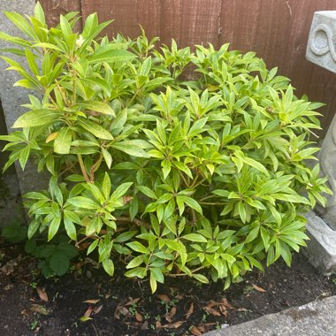 Japanese Pieris