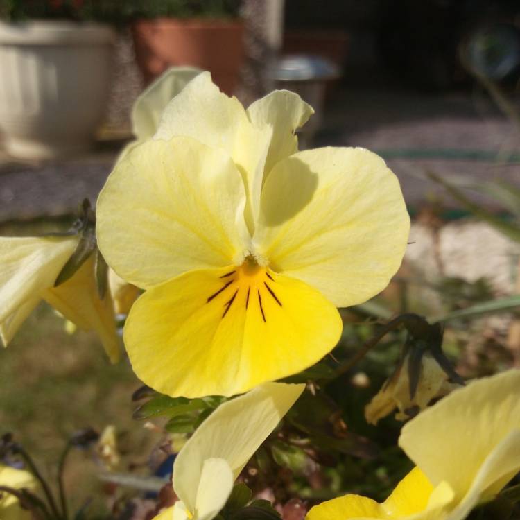 Plant image Viola x wittrockiana 'Cool Wave'