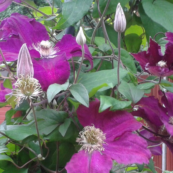 Clematis