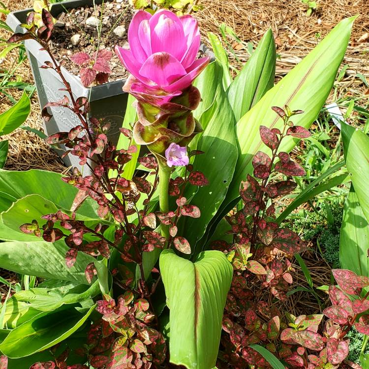 Plant image Curcuma alismatifolia