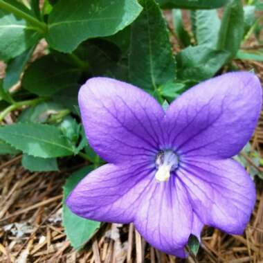 Platycodon grandiflorus 'Sentimental Blue' syn. Campanula grandiflora 'Sentimental Blue'