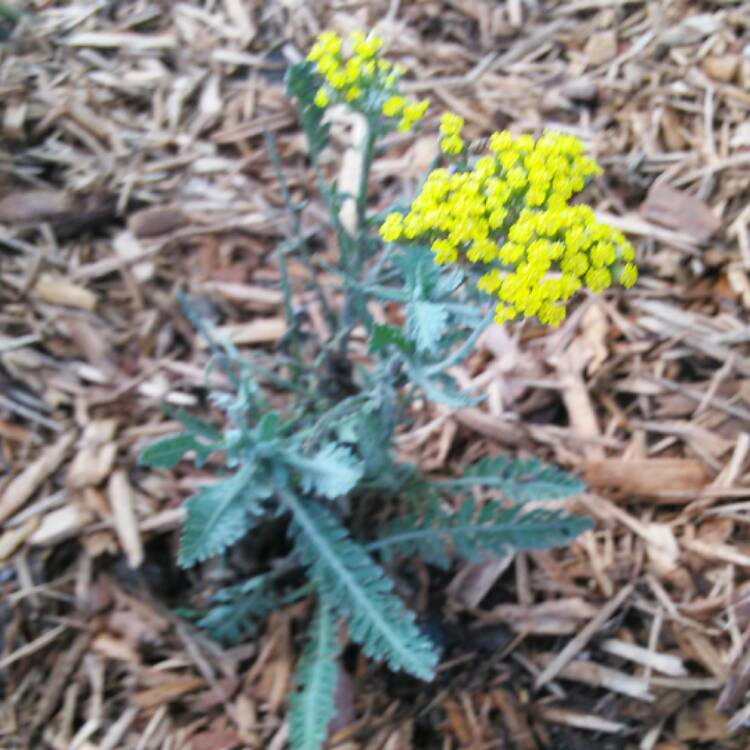 Plant image Achillea filipendulina