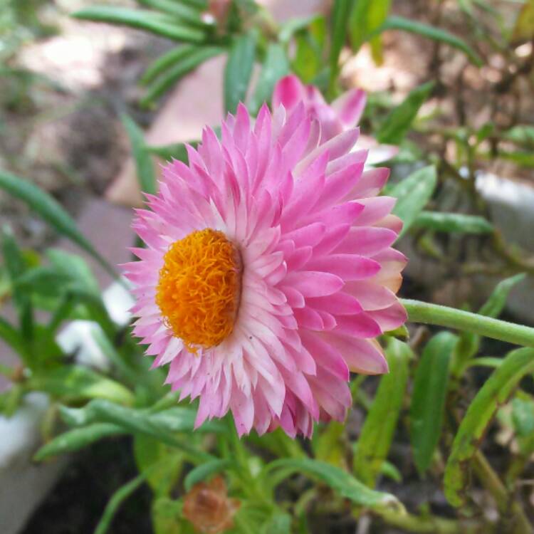 Plant image Helichrysum