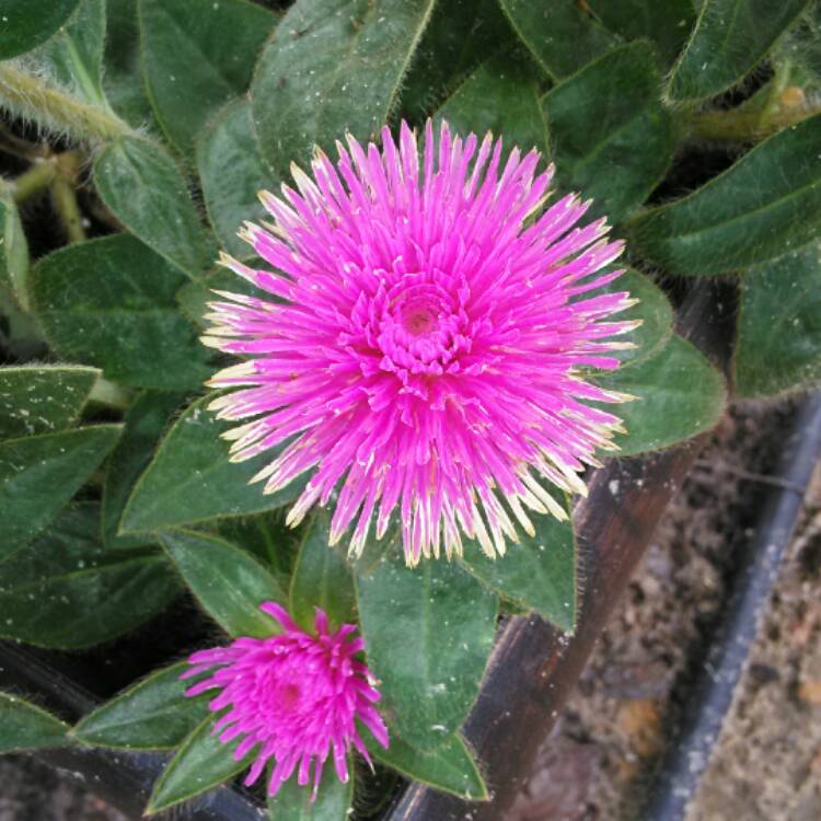 Plant image Gomphrena globosa 'Pink Zazzle'