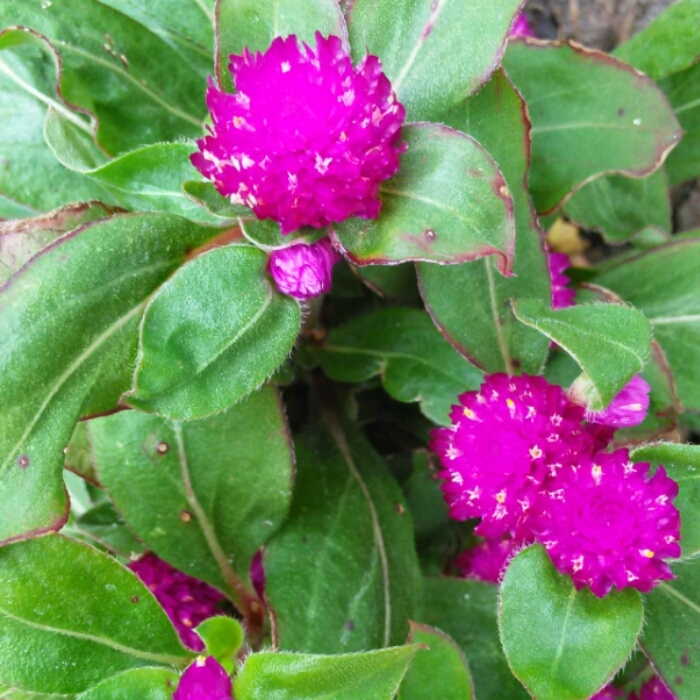 Plant image Gomphrena globosa