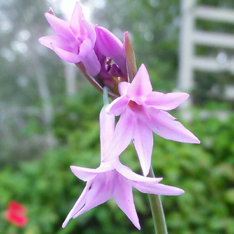 Plant image Tulbaghia violacea 'Silver Lace' syn. Tulbaghia violacea 'Variegata'