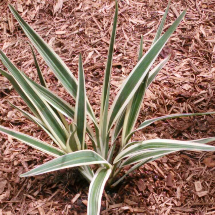 Plant image Phormium 'Yellow Wave'