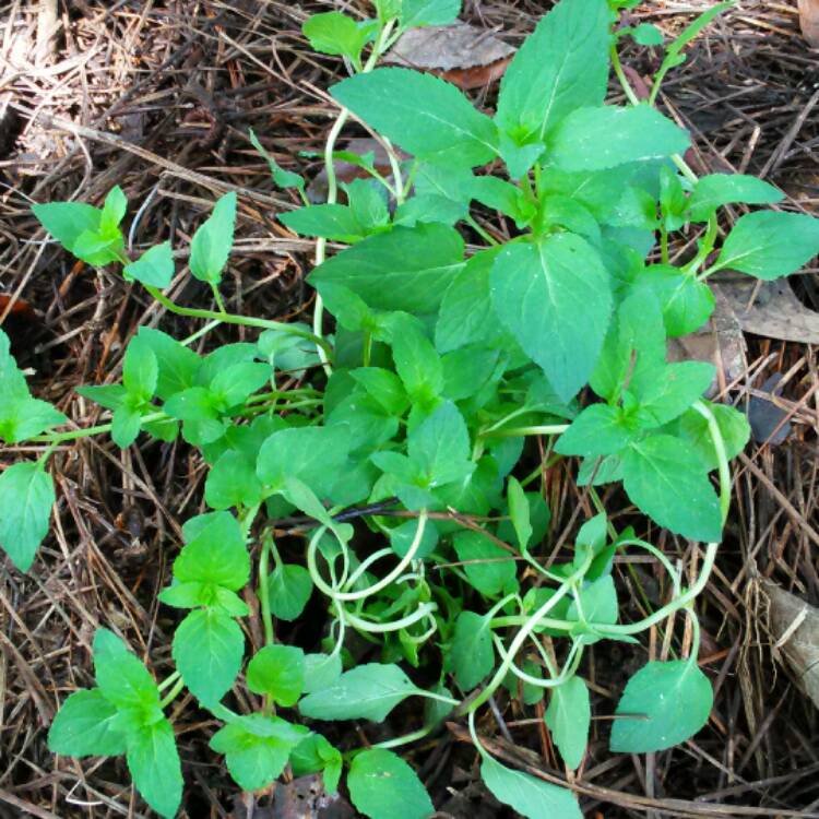 Plant image Mentha x piperita f. citrata 'Chocolate'